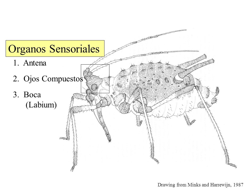 Organos Sensoriales 1. Antena 2. Ojos Compuestos 3. Boca (Labium)
