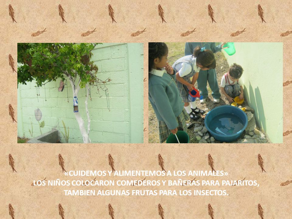 «CUIDEMOS Y ALIMENTEMOS A LOS ANIMALES» LOS NIÑOS COLOCARON COMEDEROS Y BAÑERAS PARA PAJARITOS, TAMBIEN ALGUNAS FRUTAS PARA LOS INSECTOS.