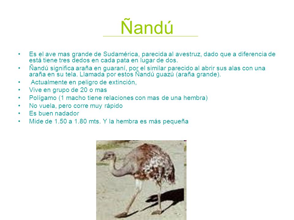 Ñandú Es el ave mas grande de Sudamérica, parecida al avestruz, dado que a diferencia de está tiene tres dedos en cada pata en lugar de dos.