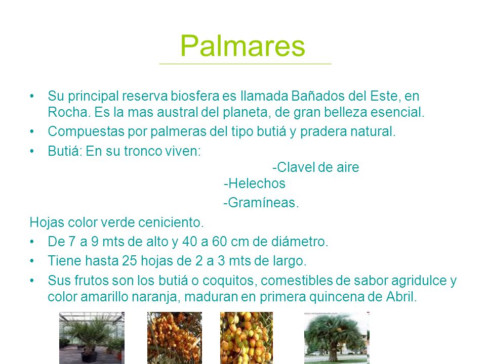 Palmares Su principal reserva biosfera es llamada Bañados del Este, en Rocha. Es la mas austral del planeta, de gran belleza esencial.