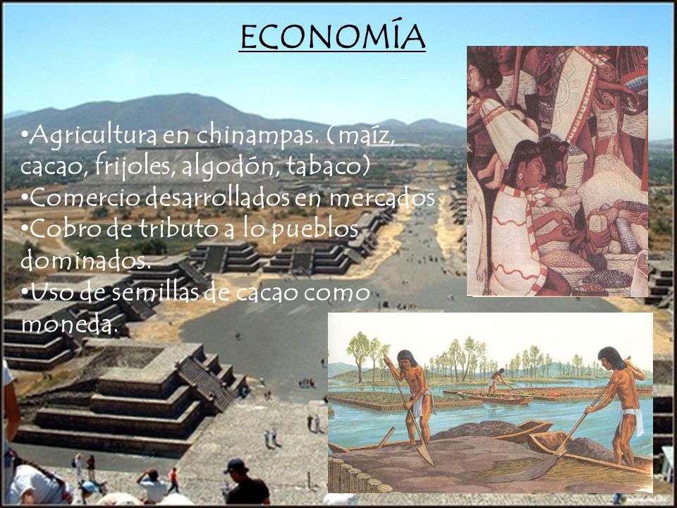 ECONOMÍA Agricultura en chinampas. (maíz, cacao, frijoles, algodón, tabaco) Comercio desarrollados en mercados.