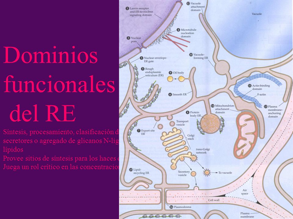 Dominios funcionales del RE Síntesis, procesamiento, clasificación de proteínas destinadas a membranas, vacuolas, caminos secretores o agregado de glicanos N-ligados, y síntesis de diversos arreglos de moléculas de lípidos Provee sitios de síntesis para los haces de filamentos de actina Juega un rol crítico en las concentraciones de Ca citosólicas