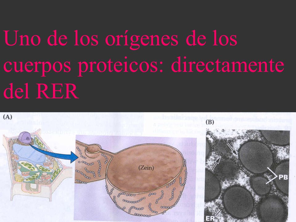 Uno de los orígenes de los cuerpos proteicos: directamente del RER