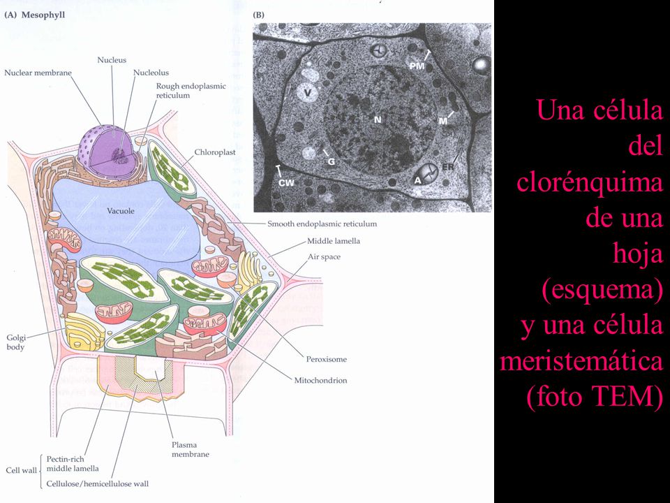 Una célula del clorénquima de una hoja (esquema) y una célula meristemática (foto TEM)