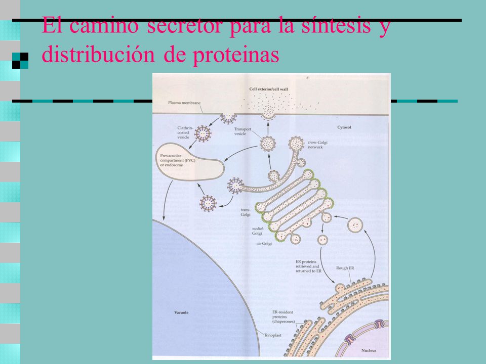 El camino secretor para la síntesis y distribución de proteinas