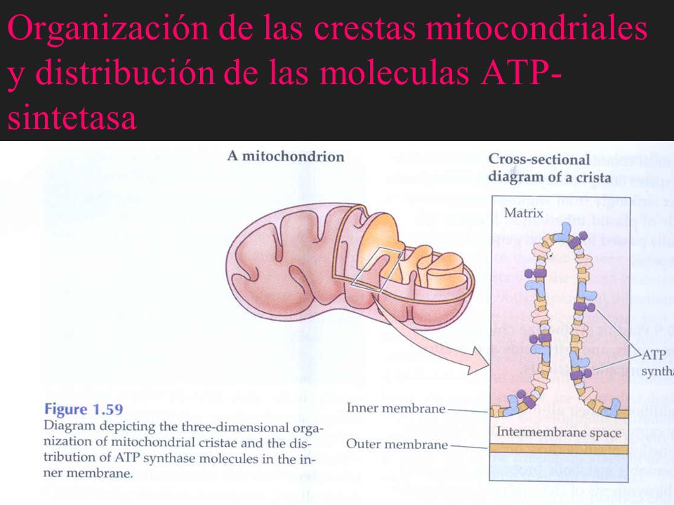 Organización de las crestas mitocondriales y distribución de las moleculas ATP-sintetasa