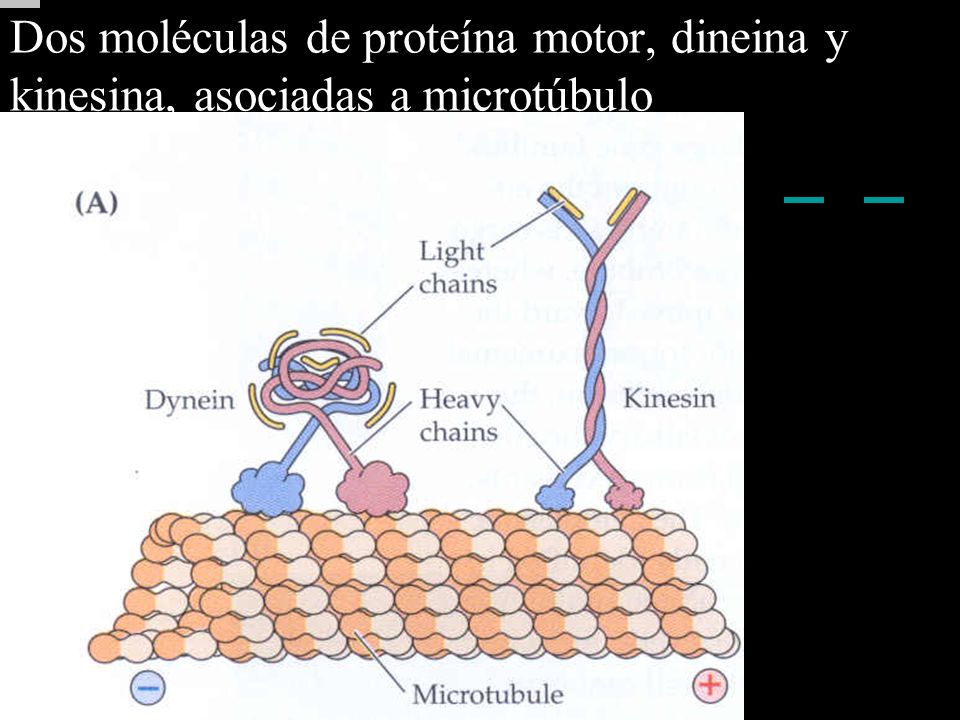 Dos moléculas de proteína motor, dineina y kinesina, asociadas a microtúbulo