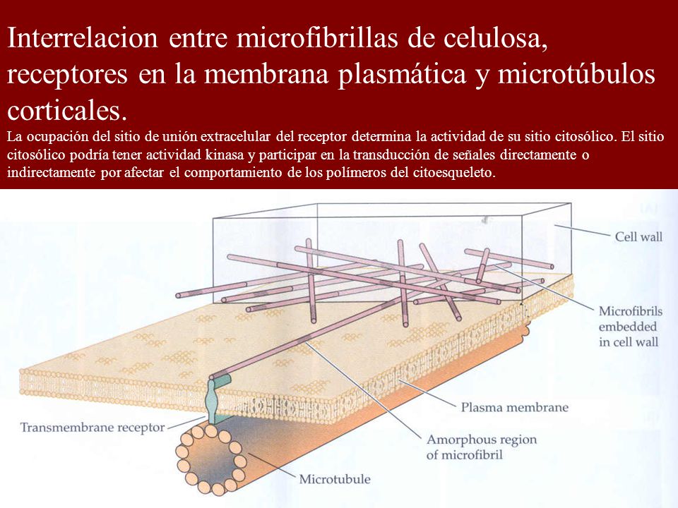 Interrelacion entre microfibrillas de celulosa, receptores en la membrana plasmática y microtúbulos corticales.