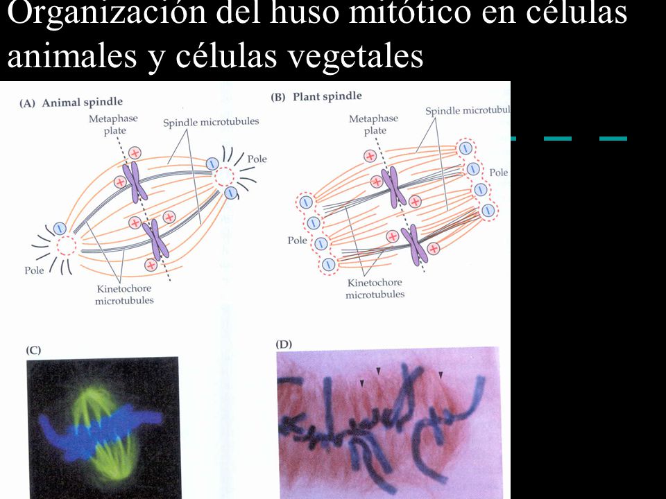 Organización del huso mitótico en células animales y células vegetales