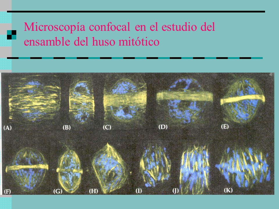 Microscopía confocal en el estudio del ensamble del huso mitótico