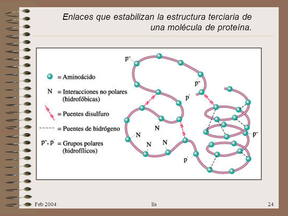 Enlaces que estabilizan la estructura terciaria de una molécula de proteína.