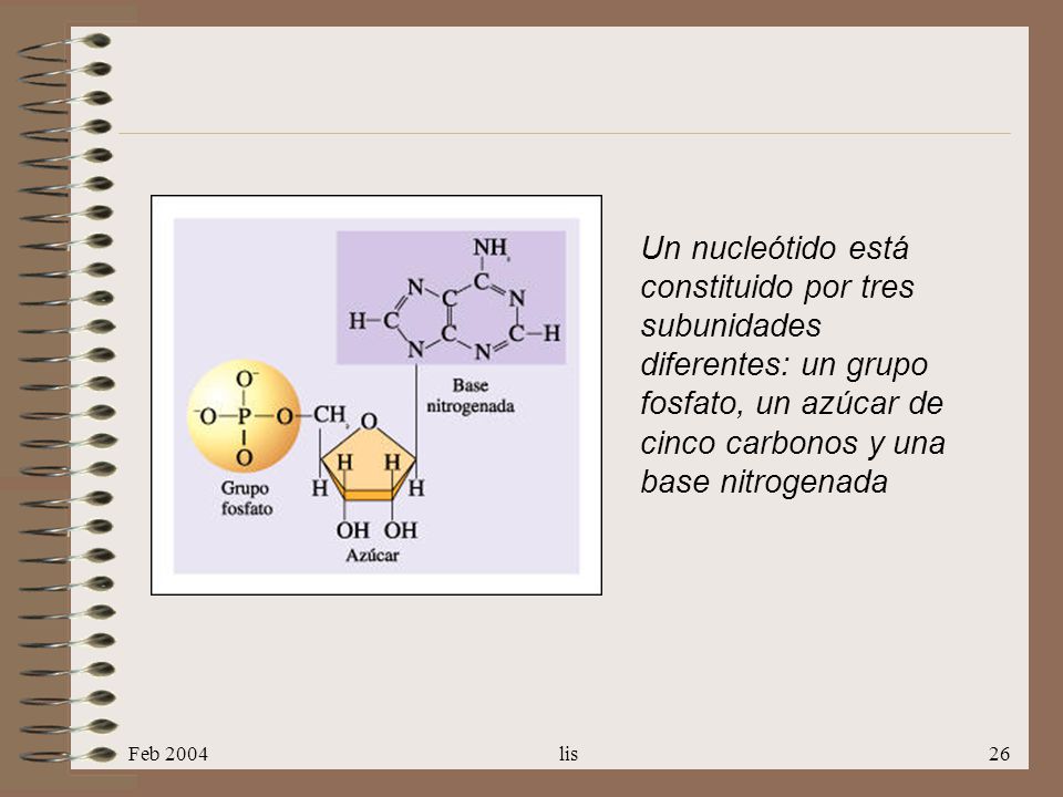 Un nucleótido está constituido por tres subunidades diferentes: un grupo fosfato, un azúcar de cinco carbonos y una base nitrogenada