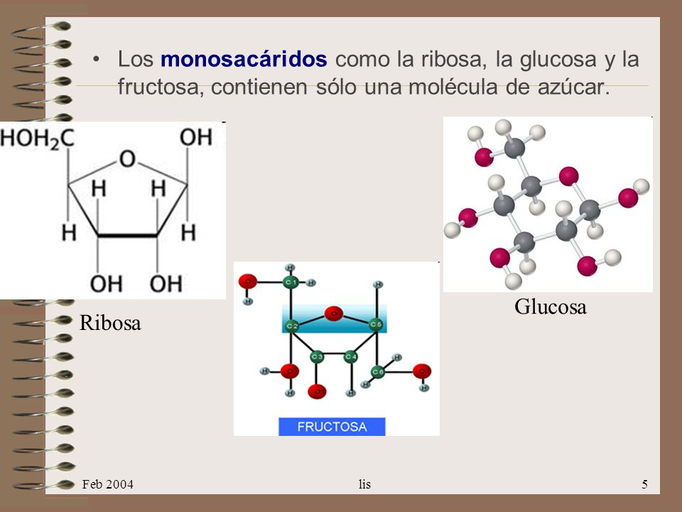 Los monosacáridos como la ribosa, la glucosa y la fructosa, contienen sólo una molécula de azúcar.