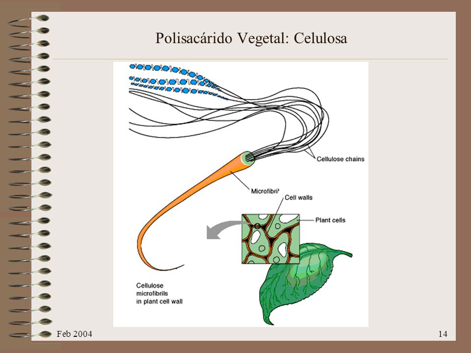 Polisacárido Vegetal: Celulosa