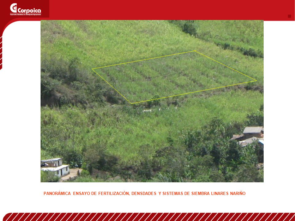 PANORÁMICA ENSAYO DE FERTILIZACIÓN, DENSDADES Y SISTEMAS DE SIEMBRA LINARES NARIÑO