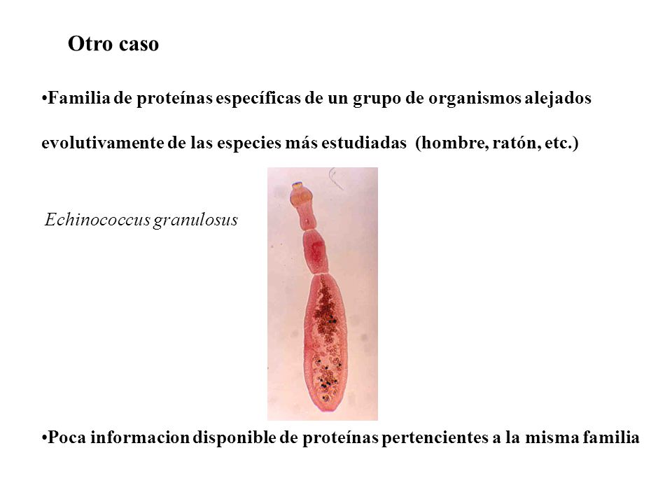 Otro caso Familia de proteínas específicas de un grupo de organismos alejados evolutivamente de las especies más estudiadas (hombre, ratón, etc.)