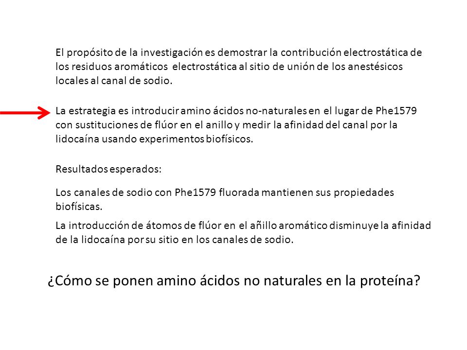 ¿Cómo se ponen amino ácidos no naturales en la proteína