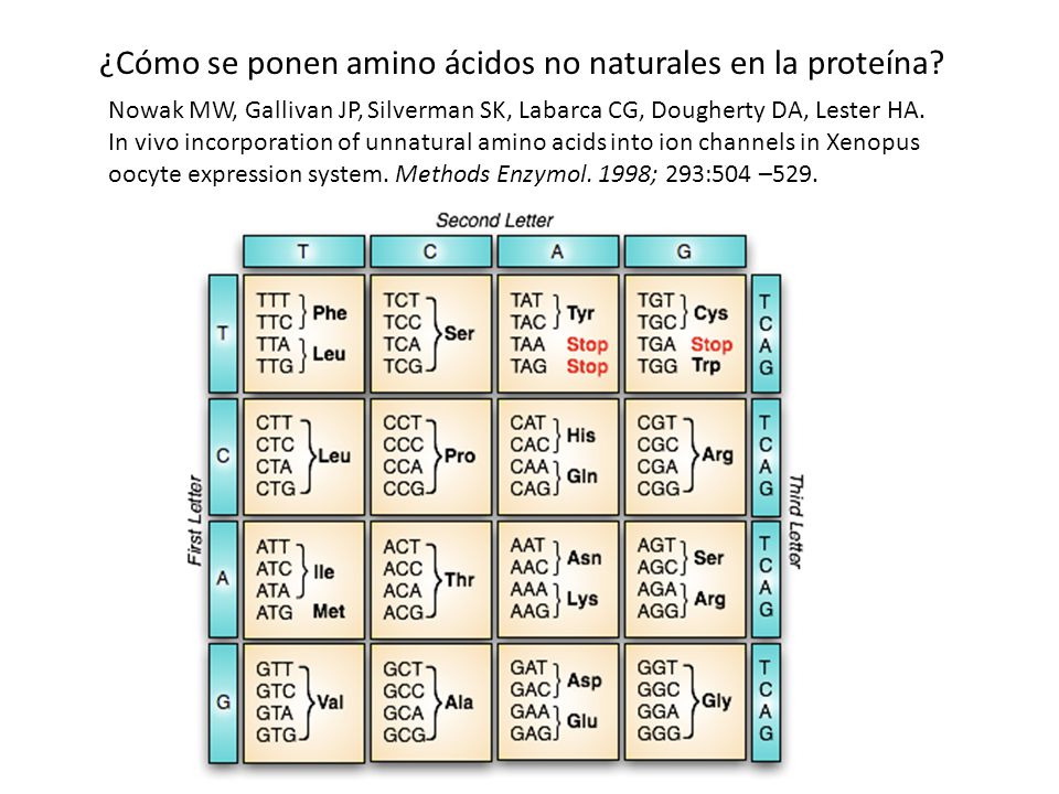 ¿Cómo se ponen amino ácidos no naturales en la proteína
