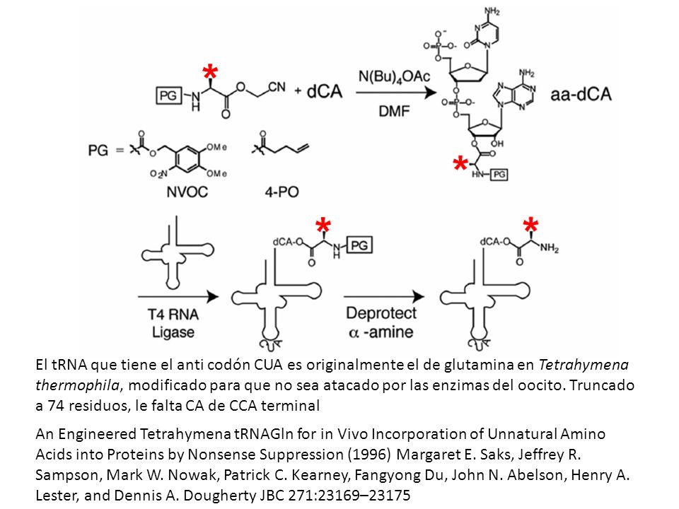 El tRNA que tiene el anti codón CUA es originalmente el de glutamina en Tetrahymena thermophila, modificado para que no sea atacado por las enzimas del oocito. Truncado a 74 residuos, le falta CA de CCA terminal