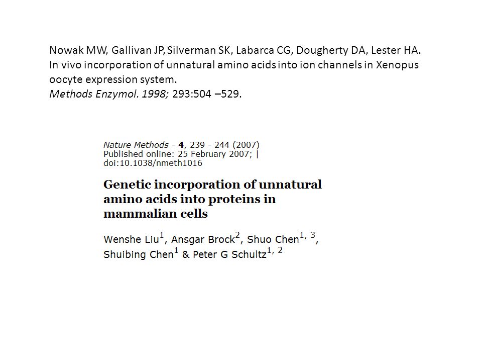 Nowak MW, Gallivan JP, Silverman SK, Labarca CG, Dougherty DA, Lester HA. In vivo incorporation of unnatural amino acids into ion channels in Xenopus oocyte expression system.