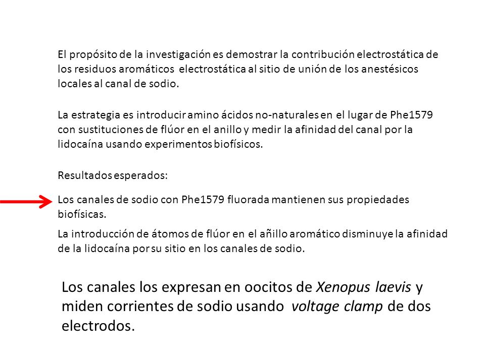 El propósito de la investigación es demostrar la contribución electrostática de los residuos aromáticos electrostática al sitio de unión de los anestésicos locales al canal de sodio.