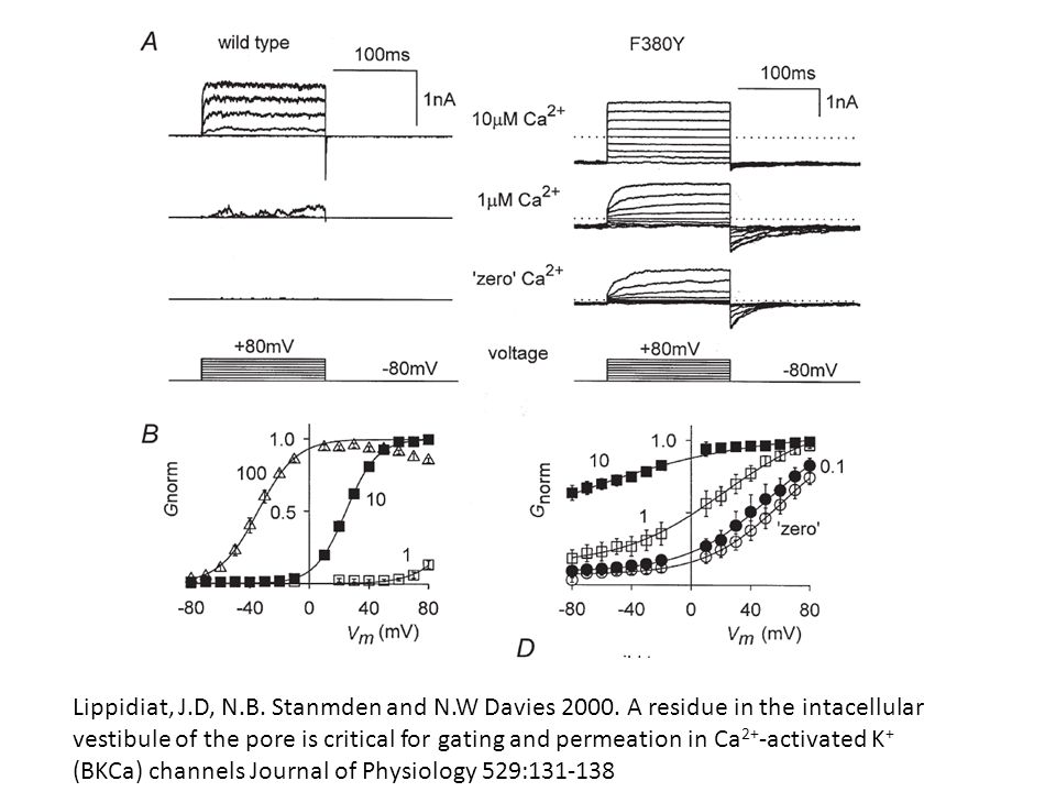 Lippidiat, J. D, N. B. Stanmden and N. W Davies 2000