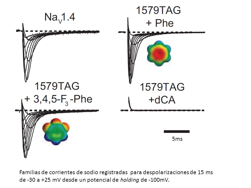 5ms Familias de corrientes de sodio registradas para despolarizaciones de 15 ms de -30 a +25 mV desde un potencial de holding de -100mV.