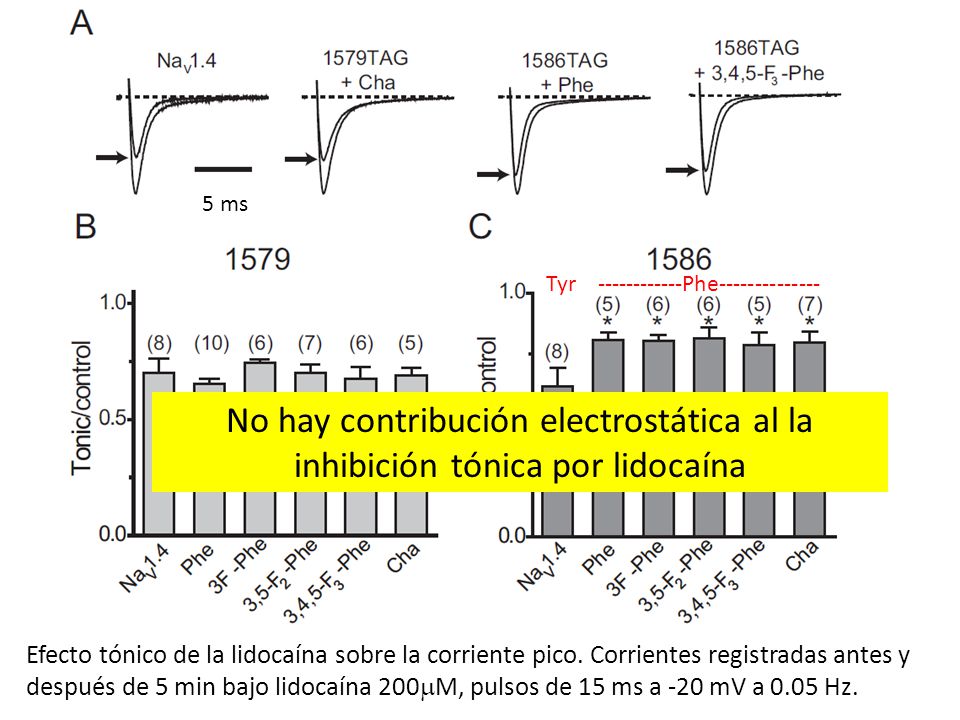 5 ms Tyr Phe No hay contribución electrostática al la inhibición tónica por lidocaína.