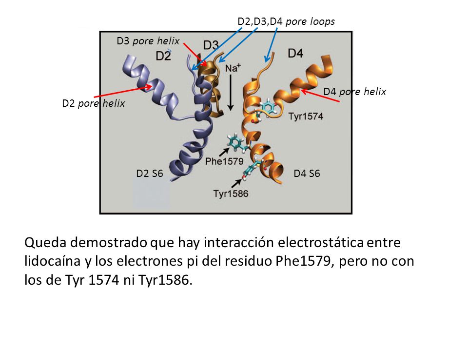 D2,D3,D4 pore loops D3 pore helix. D4 pore helix. D2 pore helix. D2 S6. D4 S6.