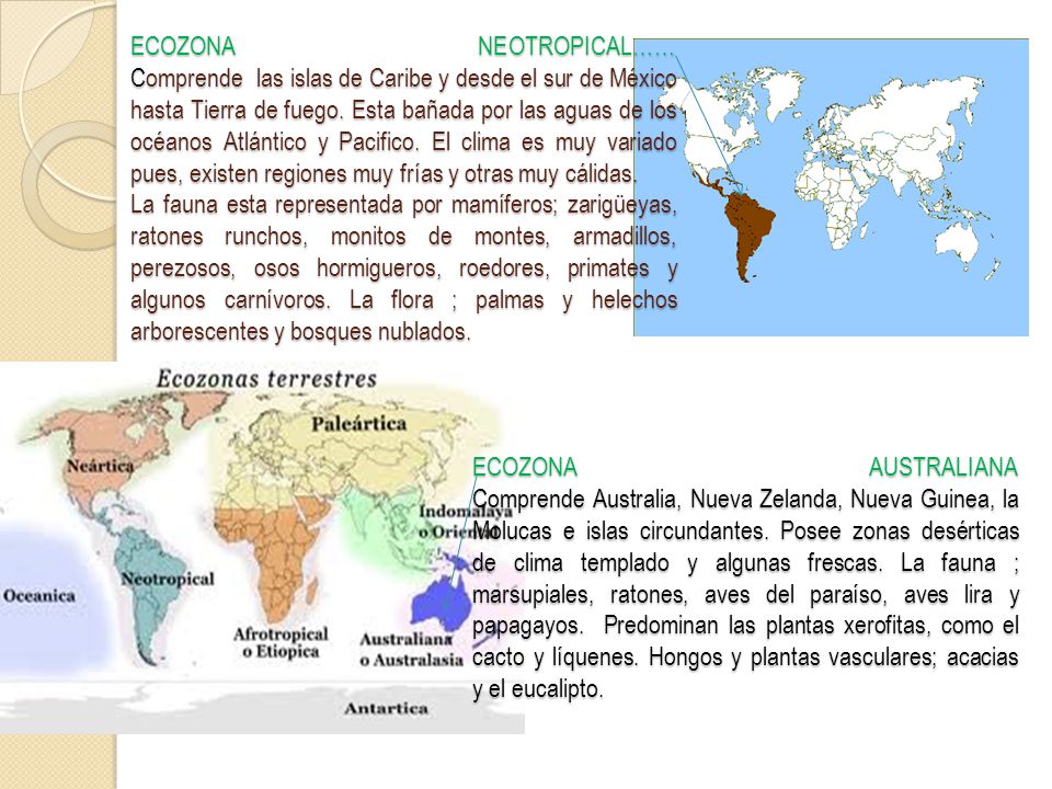 ECOZONA NEOTROPICAL…… Comprende las islas de Caribe y desde el sur de México hasta Tierra de fuego. Esta bañada por las aguas de los océanos Atlántico y Pacifico. El clima es muy variado pues, existen regiones muy frías y otras muy cálidas.