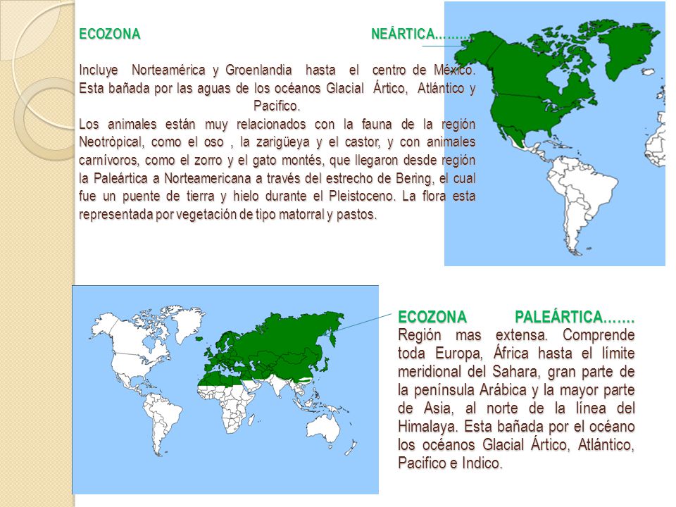 ECOZONA NEÁRTICA………. Incluye Norteamérica y Groenlandia hasta el centro de México. Esta bañada por las aguas de los océanos Glacial Ártico, Atlántico y Pacifico. Los animales están muy relacionados con la fauna de la región Neotròpical, como el oso , la zarigüeya y el castor, y con animales carnívoros, como el zorro y el gato montés, que llegaron desde región la Paleártica a Norteamericana a través del estrecho de Bering, el cual fue un puente de tierra y hielo durante el Pleistoceno. La flora esta representada por vegetación de tipo matorral y pastos.