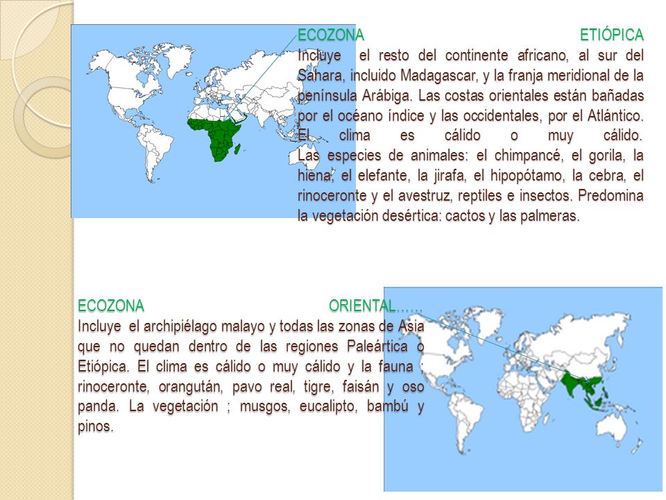 ECOZONA ETIÓPICA Incluye el resto del continente africano, al sur del Sahara, incluido Madagascar, y la franja meridional de la península Arábiga. Las costas orientales están bañadas por el océano índice y las occidentales, por el Atlántico. El clima es cálido o muy cálido. Las especies de animales: el chimpancé, el gorila, la hiena, el elefante, la jirafa, el hipopótamo, la cebra, el rinoceronte y el avestruz, reptiles e insectos. Predomina la vegetación desértica: cactos y las palmeras.