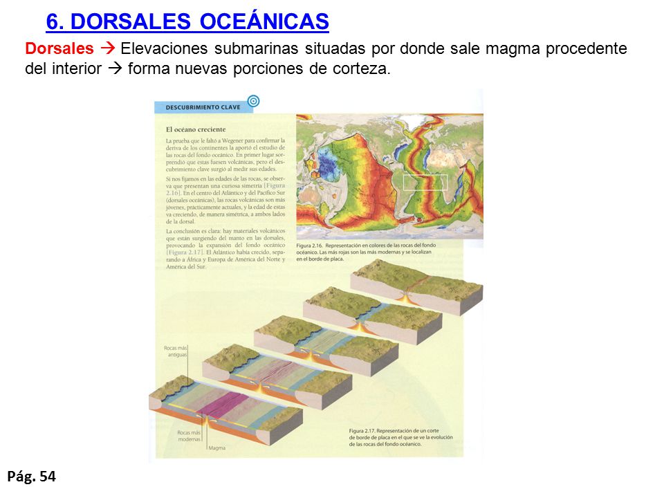 6. DORSALES OCEÁNICAS Dorsales  Elevaciones submarinas situadas por donde sale magma procedente del interior  forma nuevas porciones de corteza.