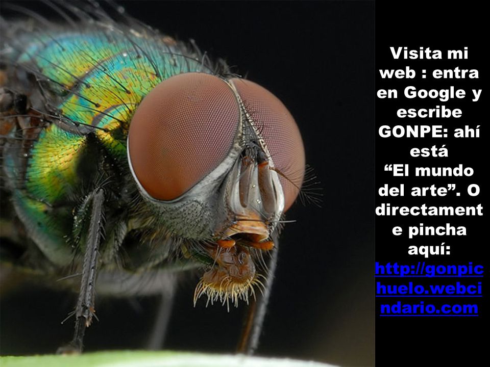 Visita mi web : entra en Google y escribe GONPE: ahí está