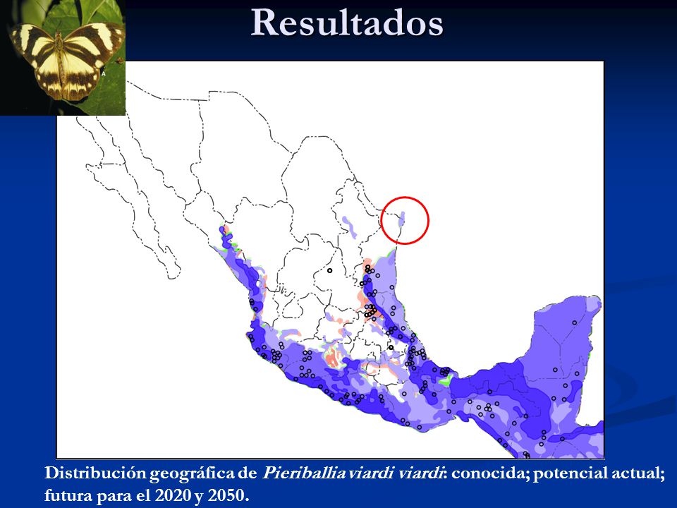 Resultados Distribución geográfica de Pieriballia viardi viardi: conocida; potencial actual; futura para el 2020 y