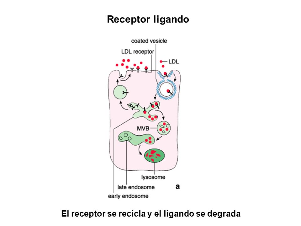 Receptor ligando El receptor se recicla y el ligando se degrada