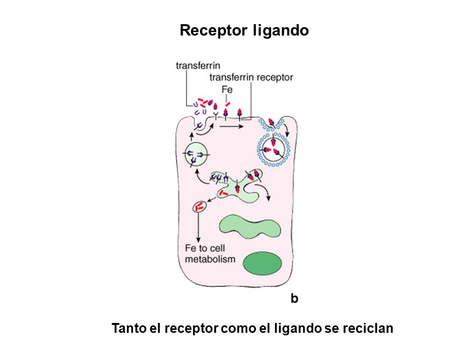Receptor ligando Tanto el receptor como el ligando se reciclan