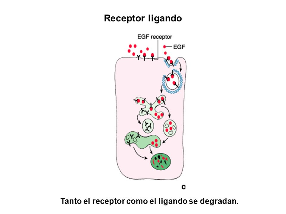 Receptor ligando Tanto el receptor como el ligando se degradan.