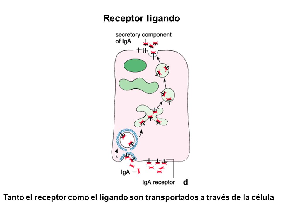 Receptor ligando Tanto el receptor como el ligando son transportados a través de la célula