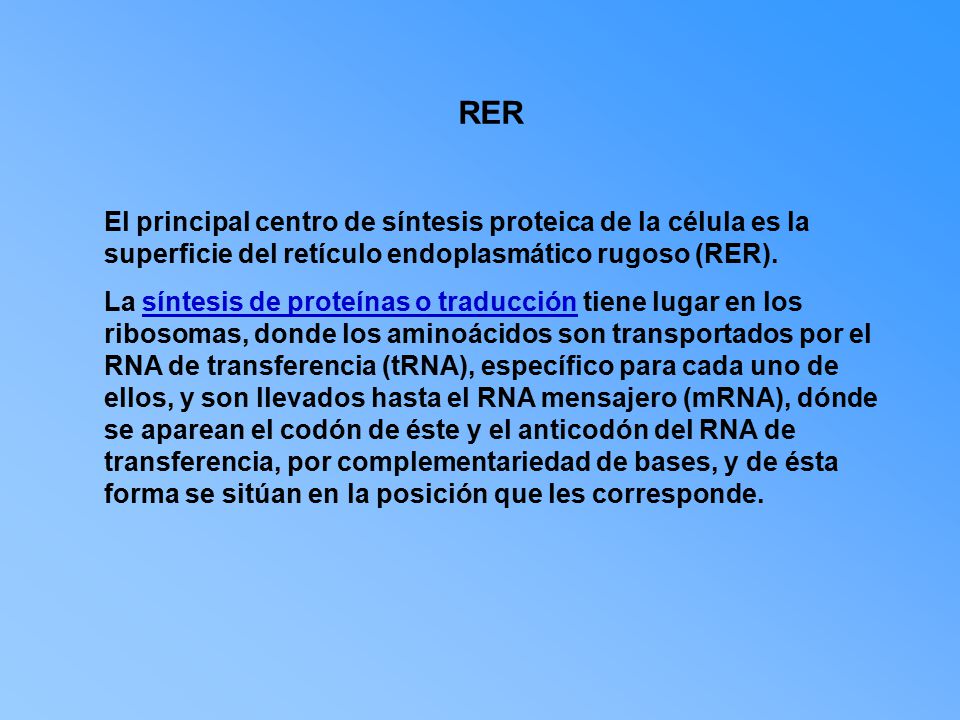 RER El principal centro de síntesis proteica de la célula es la superficie del retículo endoplasmático rugoso (RER).