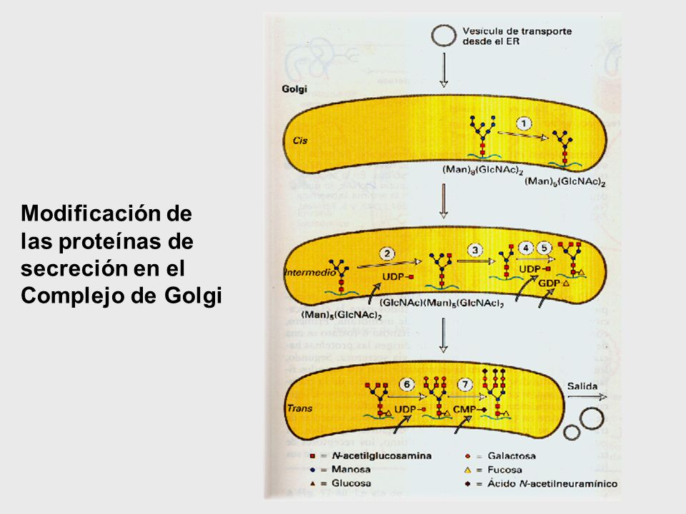 Modificación de las proteínas de secreción en el Complejo de Golgi