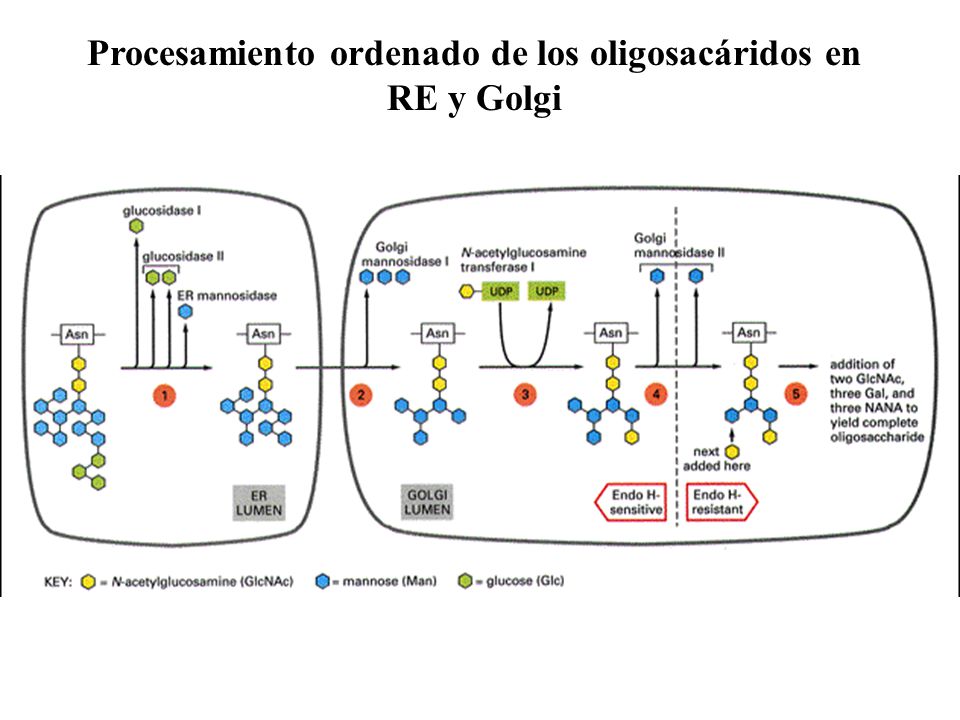Procesamiento ordenado de los oligosacáridos en RE y Golgi