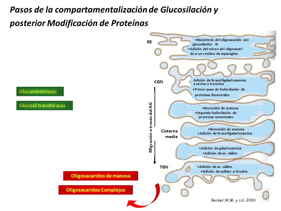 Pasos de la compartamentalización de Glucosilación y posterior Modificación de Proteínas