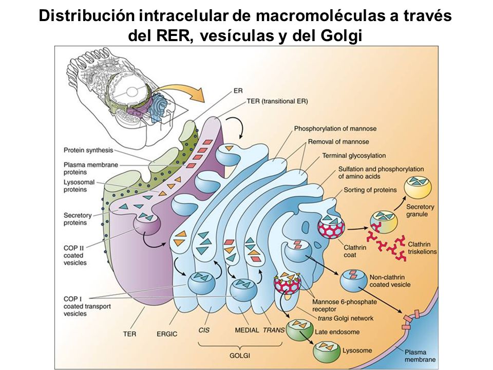 Distribución intracelular de macromoléculas a través del RER, vesículas y del Golgi