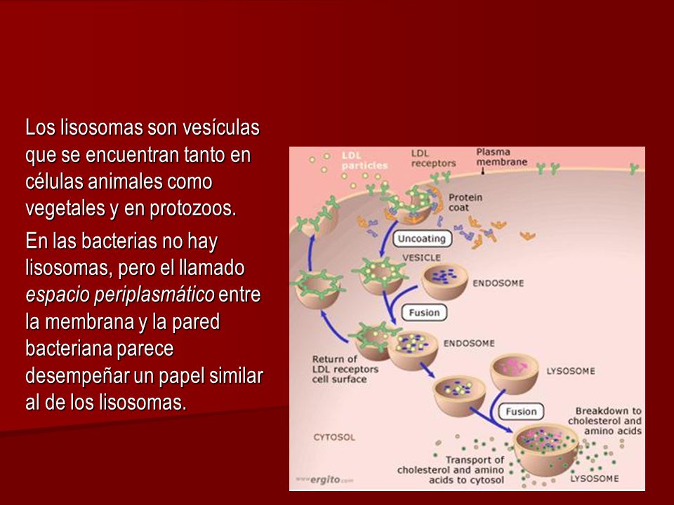 Los lisosomas son vesículas que se encuentran tanto en células animales como vegetales y en protozoos.