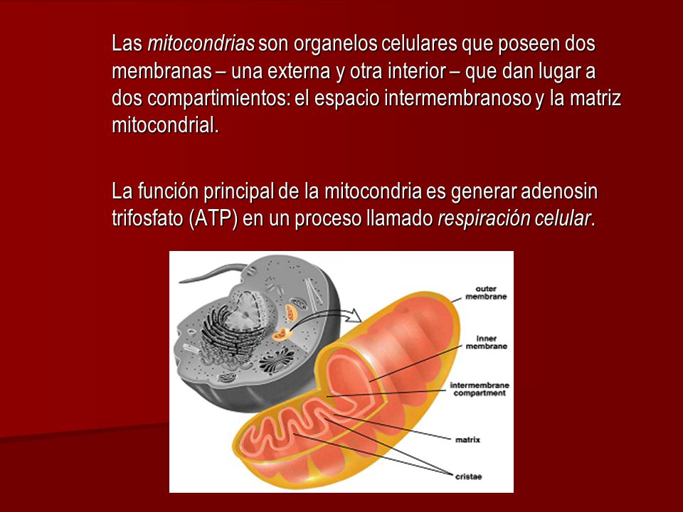 Las mitocondrias son organelos celulares que poseen dos membranas – una externa y otra interior – que dan lugar a dos compartimientos: el espacio intermembranoso y la matriz mitocondrial.