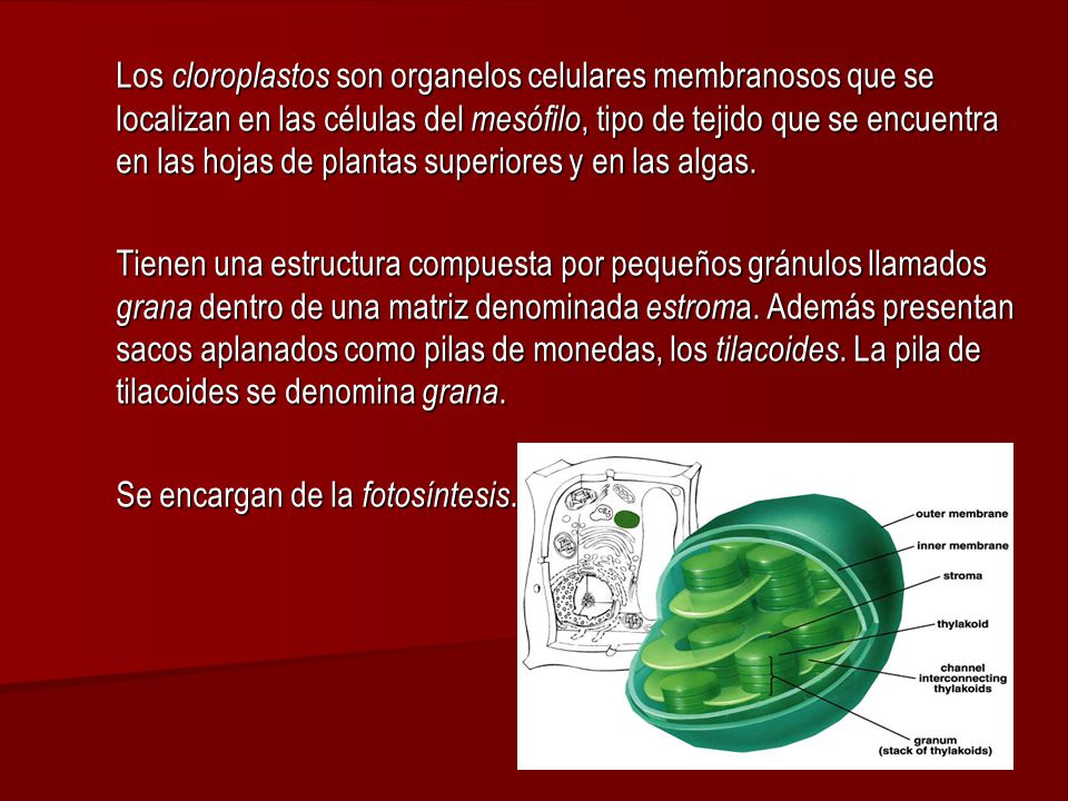 Los cloroplastos son organelos celulares membranosos que se localizan en las células del mesófilo, tipo de tejido que se encuentra en las hojas de plantas superiores y en las algas.