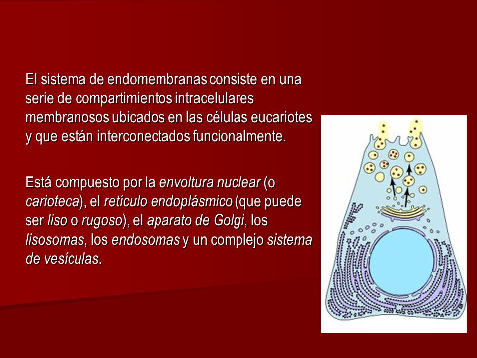 El sistema de endomembranas consiste en una serie de compartimientos intracelulares membranosos ubicados en las células eucariotes y que están interconectados funcionalmente.