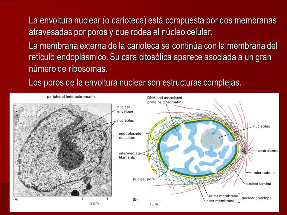 La envoltura nuclear (o carioteca) está compuesta por dos membranas atravesadas por poros y que rodea el núcleo celular.
