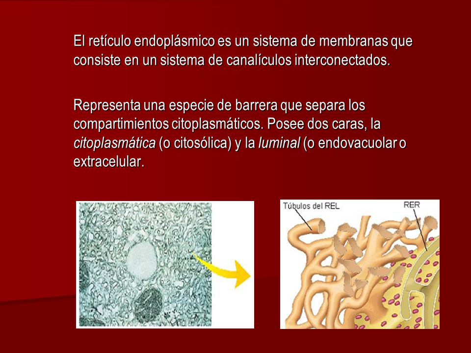 El retículo endoplásmico es un sistema de membranas que consiste en un sistema de canalículos interconectados.